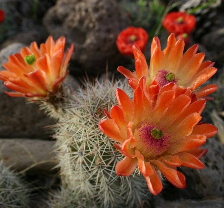 Orange cactus flowers.